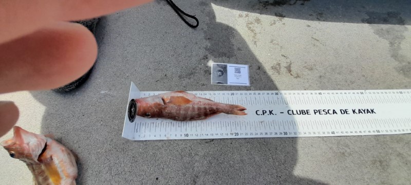Fish Measure Picture